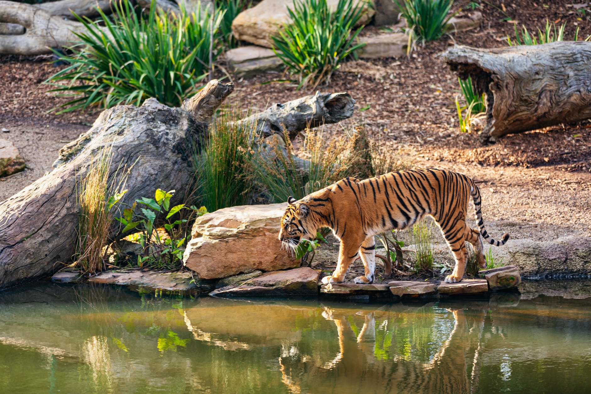 Coolest 7 tiger reserves in India