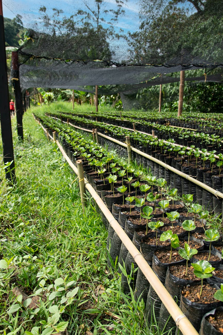 Venturing into the coffee trails of Coorg and Chikmagalur