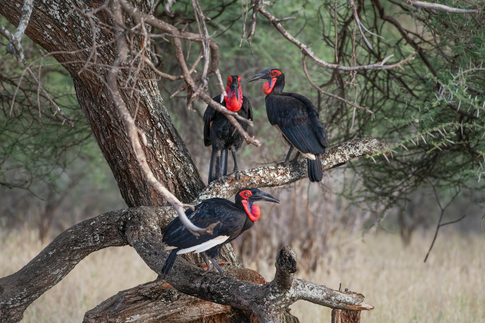 Coolest 7 reasons to explore Namdapha National Park – A hidden gem in Arunachal Pradesh